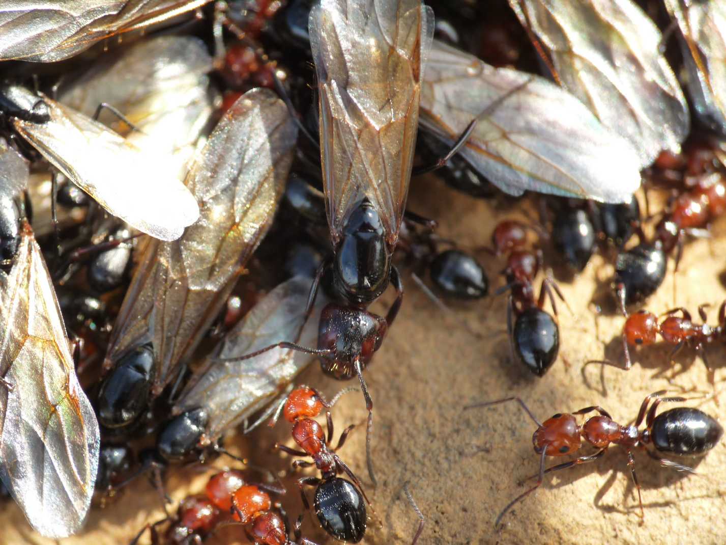 Alate di Camponotus: sicheli o lateralis?